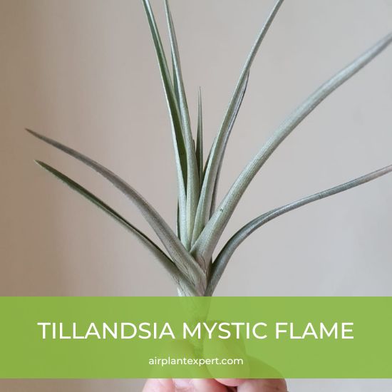 Hybrid - Tillandsia Mystic Flame