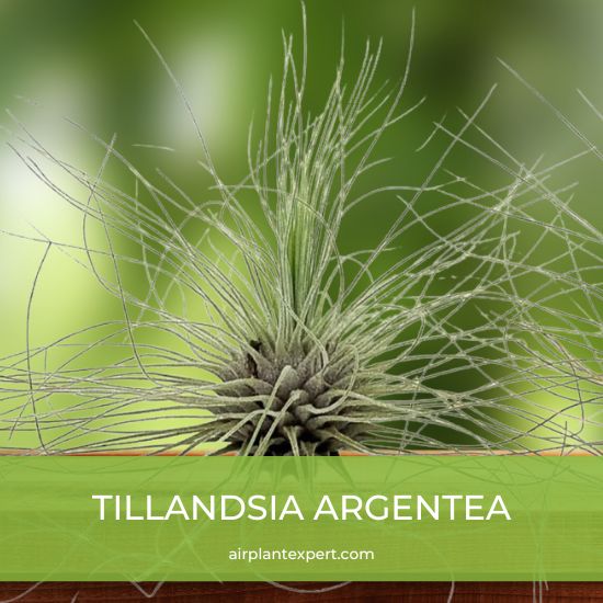 Species - Tillandsia Argentea