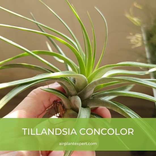 Species - Tillandsia Concolor