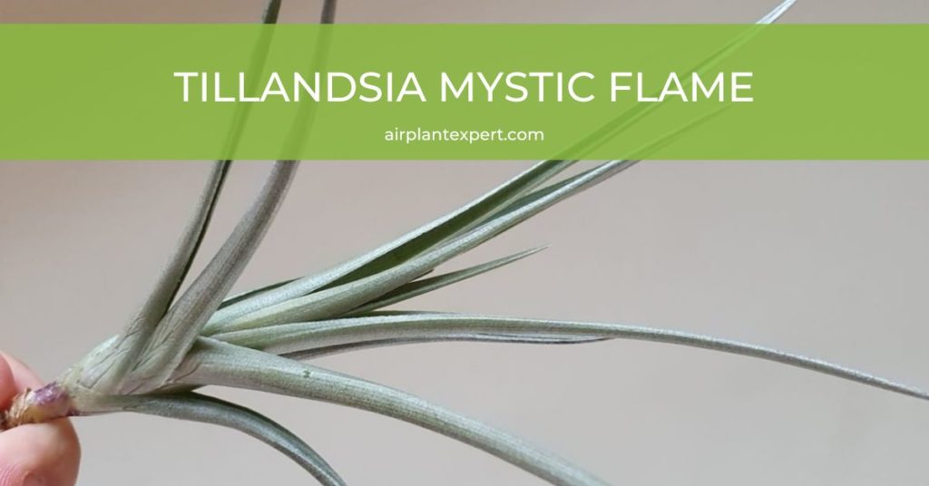 Tillandsia Mystic Flame