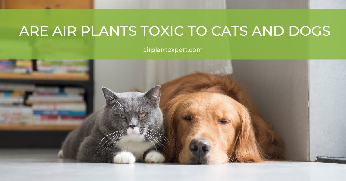 Are Air Plants Toxic to Cats and Dogs? – Air Plant Expert